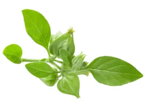 zioła i przyprawy oferta - ashwagandha