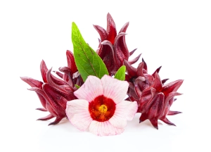 Zioła i przyprawy oferta - hibiskus