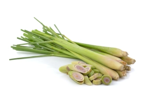 zioła i przyprawy oferta - trawa cytrynowa